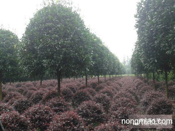 八月金桂花樹價格，智能之選，科技與自然完美融合的智能之選。