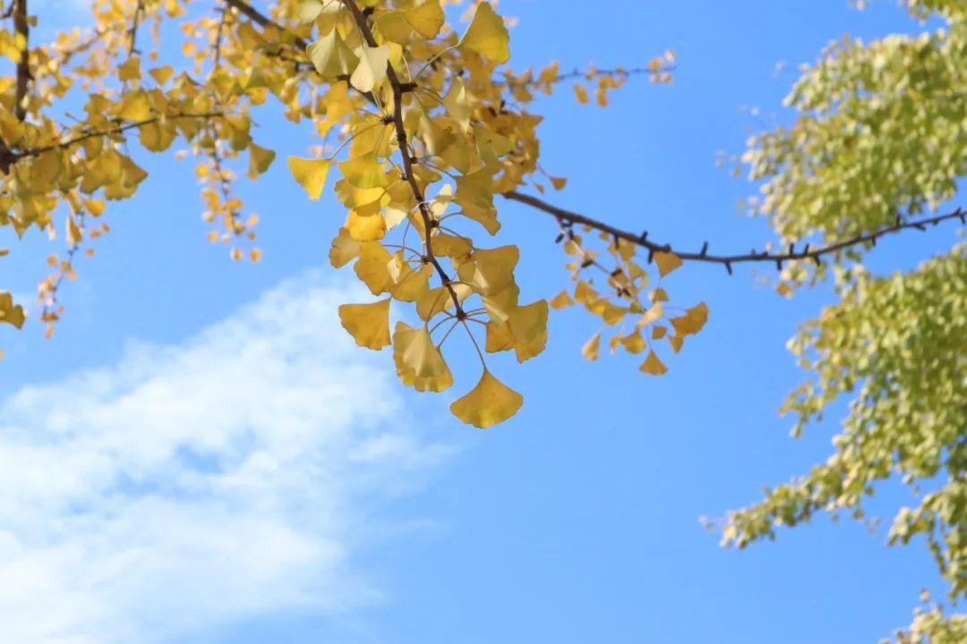 劍河綠化公司招聘啟事，尋找綠色事業(yè)伙伴，共創(chuàng)美好未來(lái)！