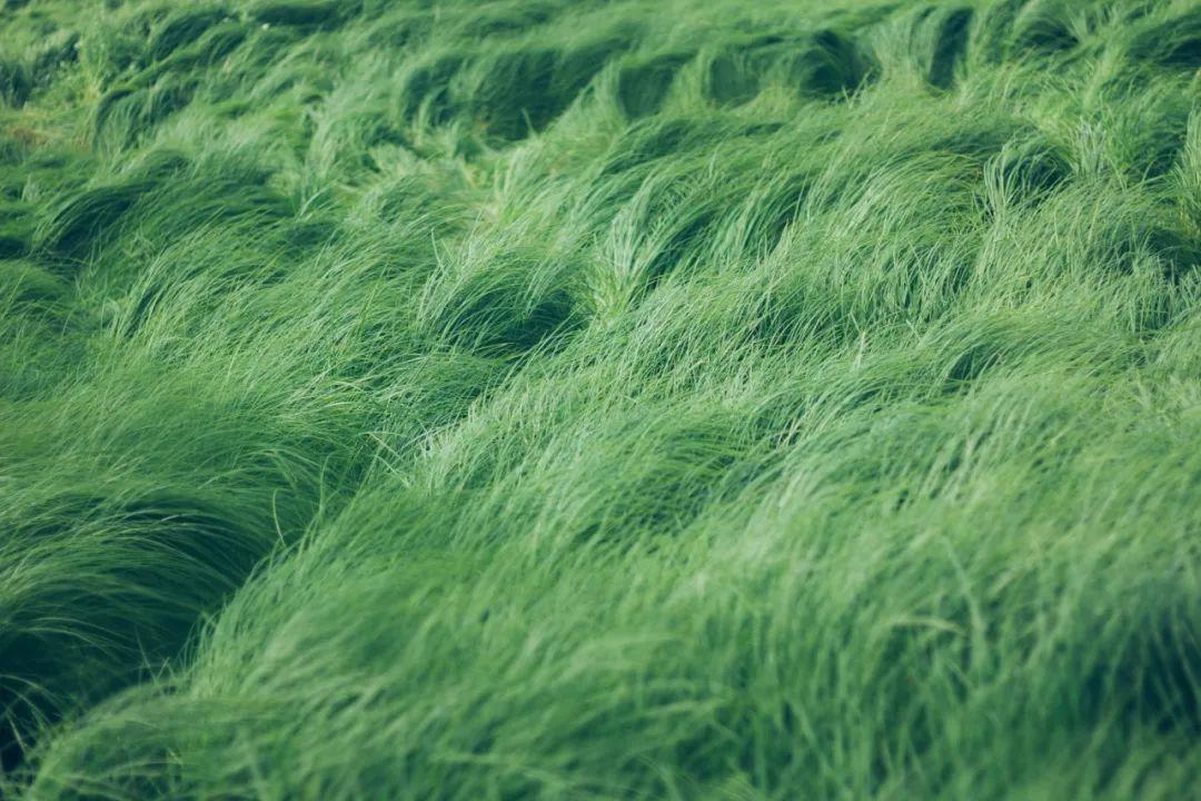 最新綠色文學(xué)作品，巷弄深處的綠色故事小屋