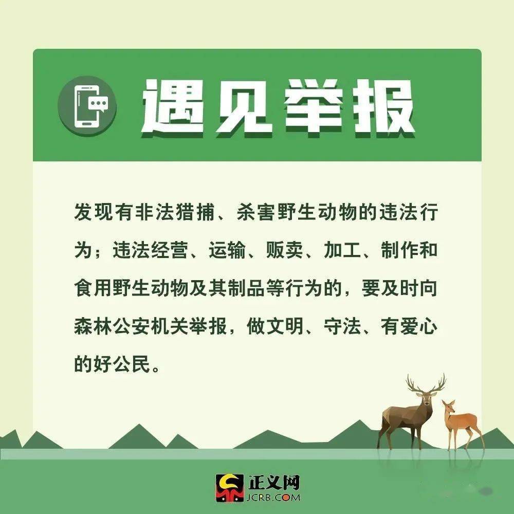 最新野生動(dòng)物保護(hù)法規(guī)與小巷深處的綠色秘境探秘，保護(hù)行動(dòng)與獨(dú)特小店的獨(dú)特故事