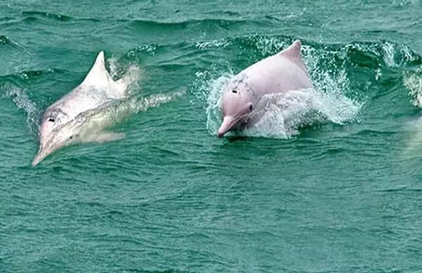 柔浪電影，情感與藝術(shù)的完美融合之旅???