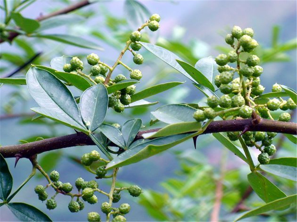 干花椒行情揭秘，探尋廚房秘密的香料之旅