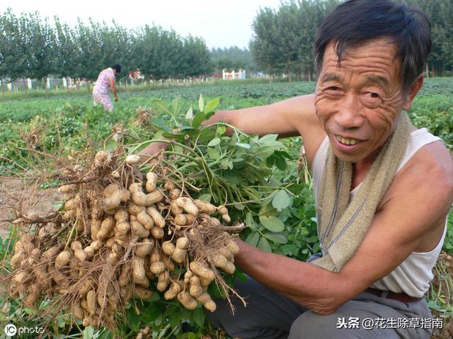 延津縣花生米今日行情詳解，如何了解與評估市場行情及趨勢分析
