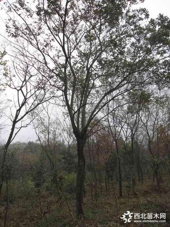 樸樹(shù)的價(jià)格和行情分析??