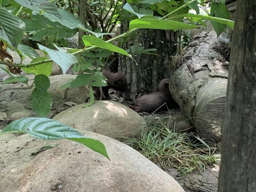 鄉(xiāng)土中國最新觀察，鄉(xiāng)村振興的繁榮脈絡(luò)探析