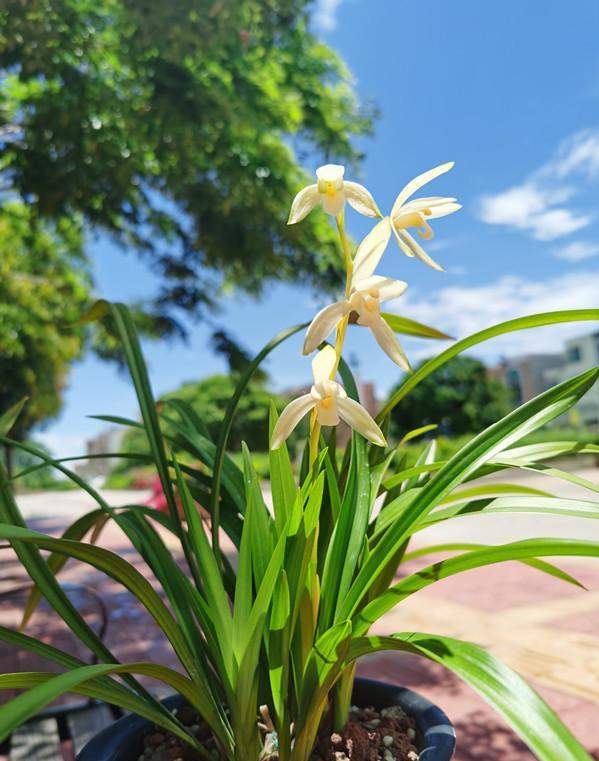 蘭花價格變化之旅，從綠葉到金花，自信與成就感的培育之路