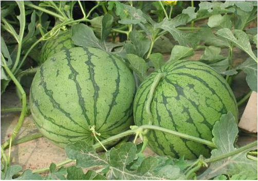 全國西瓜行情深度解析，夏日甜蜜風暴席卷全國！