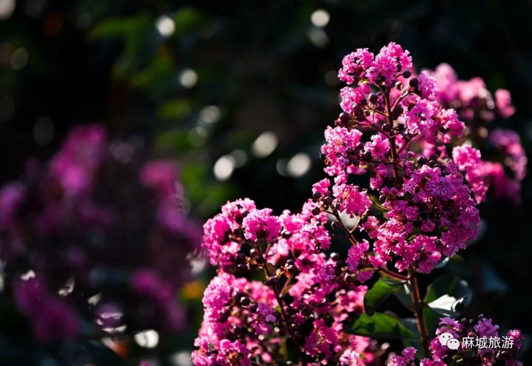 麻城紫薇星城房價探秘，最新房價信息與溫馨探房之旅