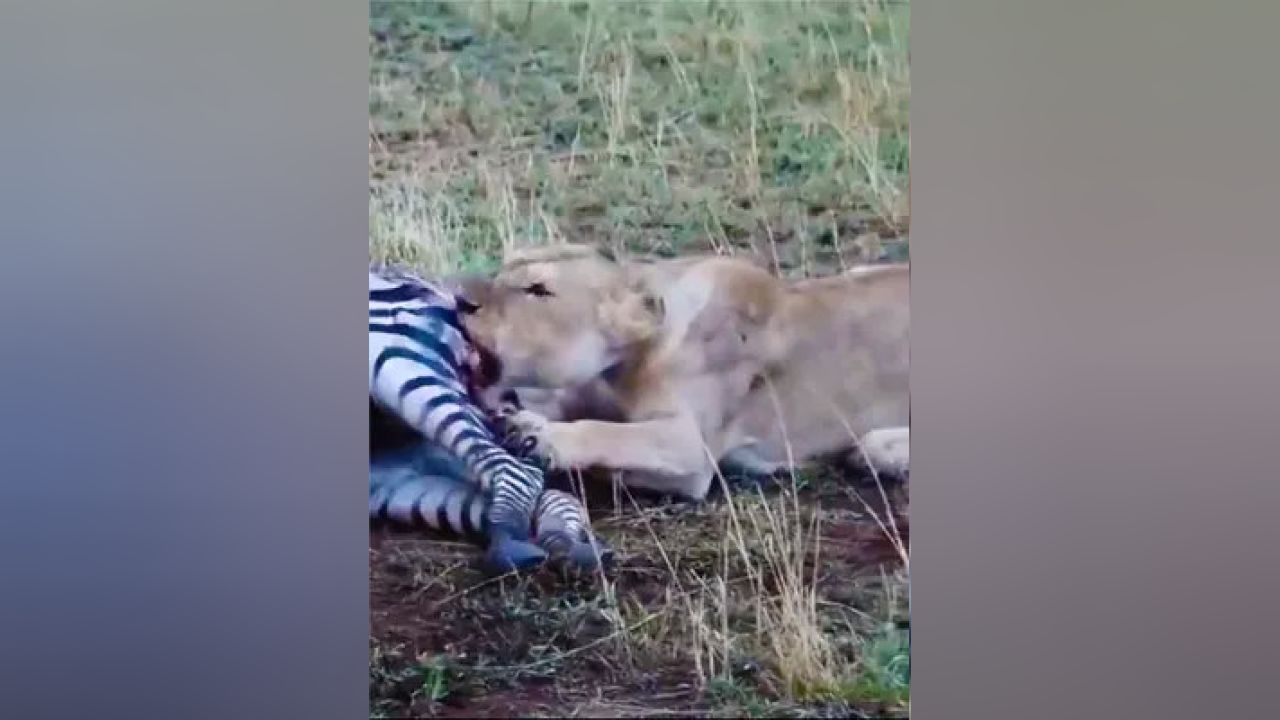 非洲二哥掏肛視頻最新現(xiàn)象，背后的探索與影響