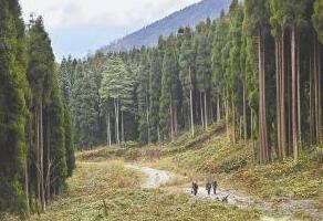 安徽省林場最新動態(tài)更新，綠意盎然的發(fā)展訊息????