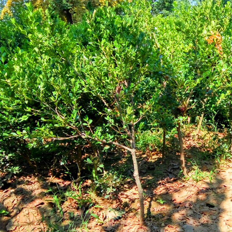 最新黃楊樹5公分價(jià)格揭秘，市場(chǎng)行情解析