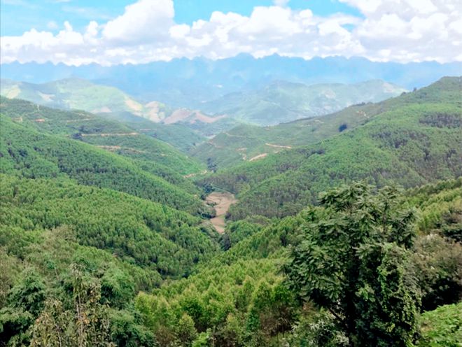 廣西桉樹最新收購(gòu)價(jià)格及其背后的溫情故事