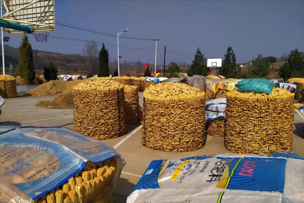 最新油沙豆市場(chǎng)價(jià)格探秘，綠色之旅尋求內(nèi)心平靜之道