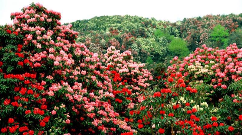 百里杜鵑盛開(kāi)新篇章，最新新聞聯(lián)播速遞！