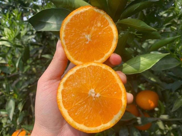 贛南臍橙最新價格，科技融合傳統(tǒng)，智能生活新潮流領(lǐng)航者