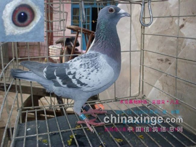 最新臺鴿翱翔夢想，學(xué)習(xí)鑄就自信之翼