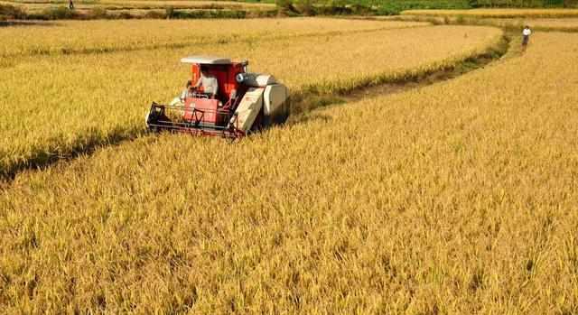 最新糧食種植、收獲與儲(chǔ)存全攻略，初學(xué)者與進(jìn)階用戶的詳細(xì)步驟指南