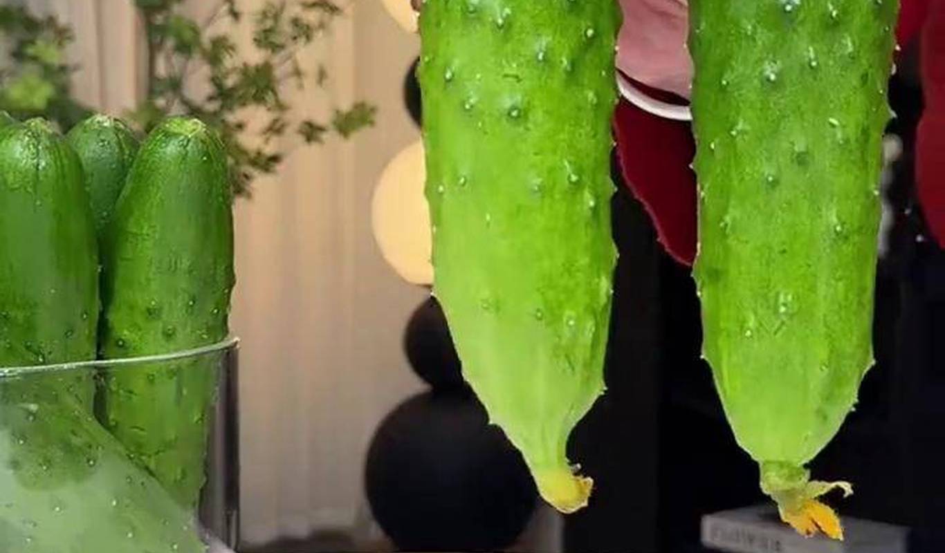 黃瓜視頻下載最新版，時(shí)代背景下短視頻巨頭的迅速崛起