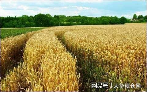 今天小麥最新價(jià)格行情，變化中的機(jī)遇與自我成長(zhǎng)潛力探索