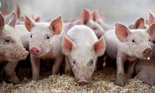 豆粕最新價格動態(tài)，變化中的機遇與成就的種子