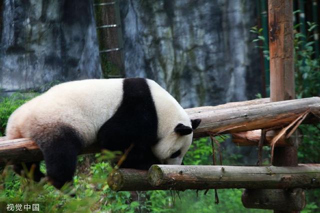 南京熊貓最新動態(tài)揭秘，如何獲取最新消息？