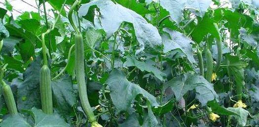 小巷深處的絲瓜味覺之旅，最新地址揭秘