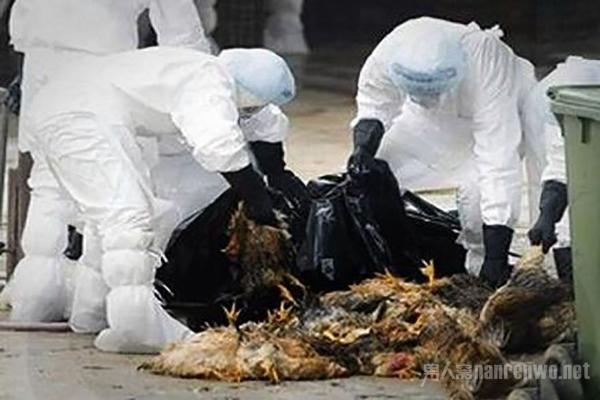 全球禽流感最新動態(tài)，全球態(tài)勢與多方觀點(diǎn)深度解析