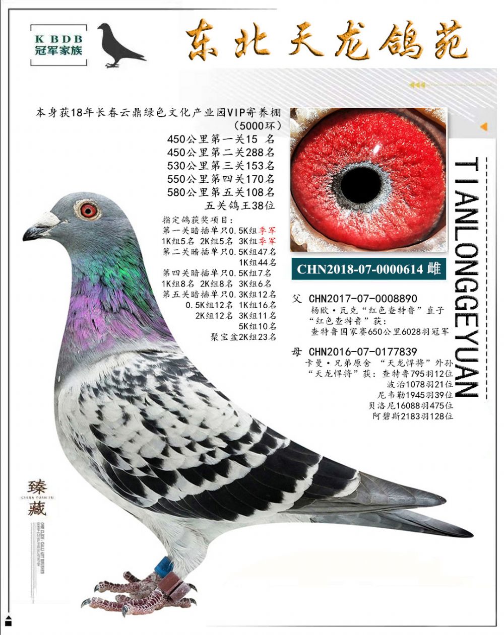 東北天龍鴿苑最新圖片，鴿界風(fēng)采展現(xiàn)，價(jià)值與影響深度探討