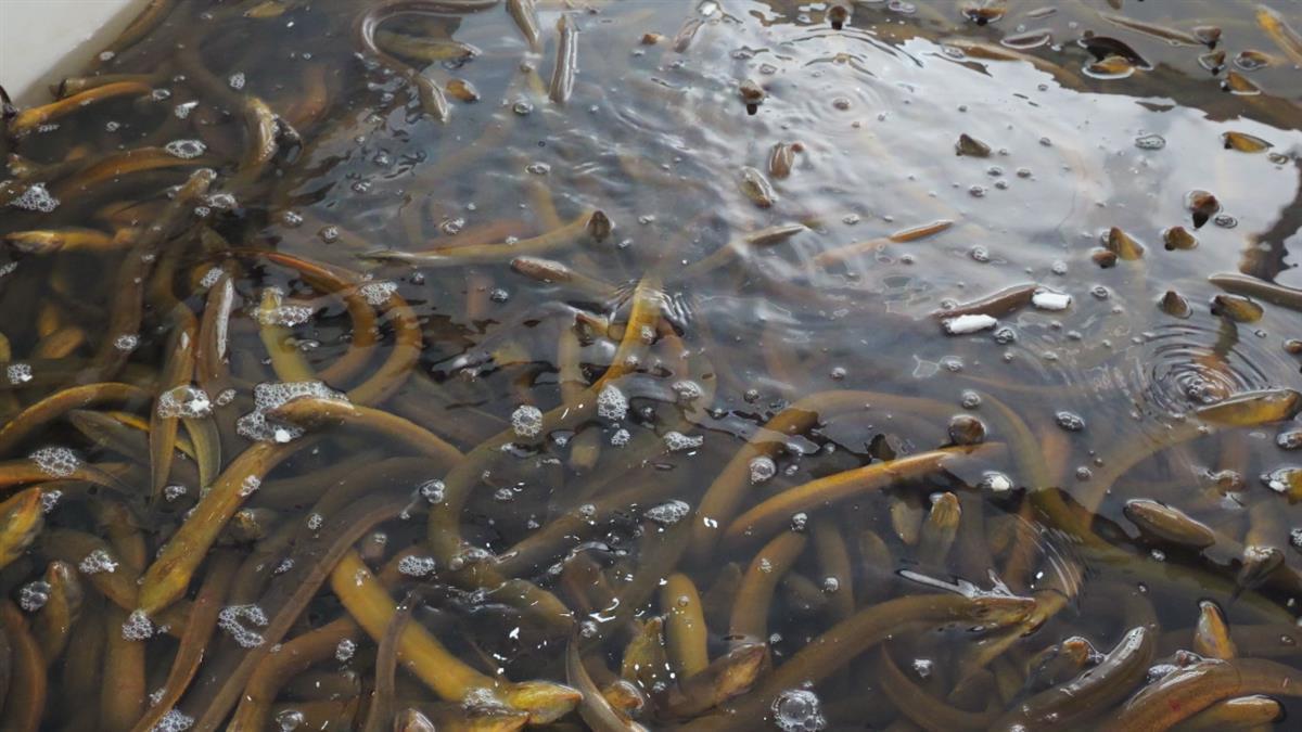 野生黃鱔最新價格行情，變化中的學習展現(xiàn)自信與成就的力量