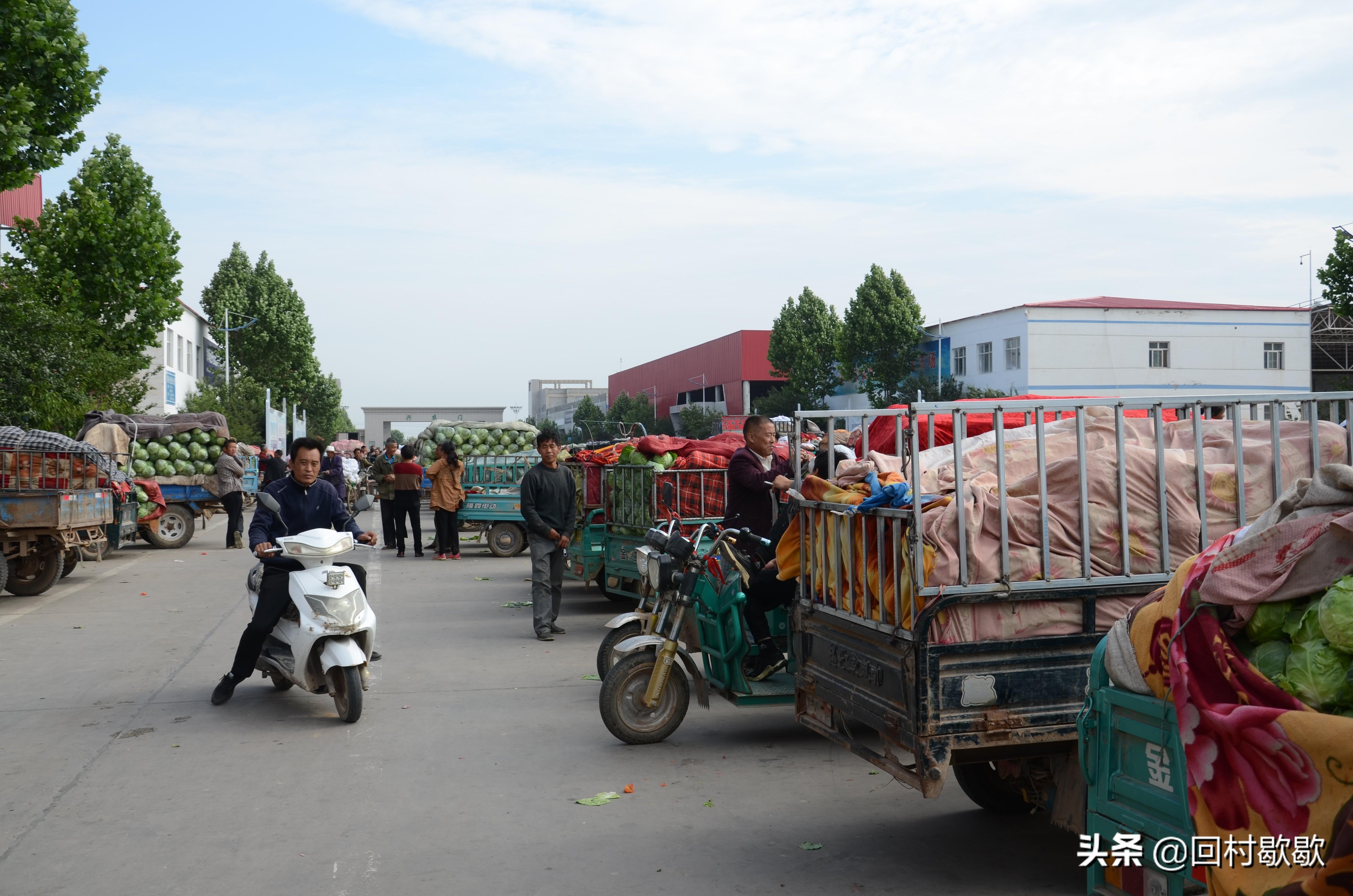 紫甘藍(lán)最新價(jià)格行情揭秘，新鮮資訊一網(wǎng)打盡！????