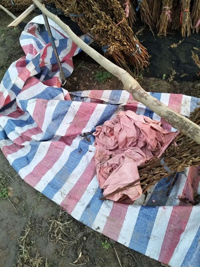 儀征玫瑰園最新動(dòng)態(tài)，浪漫綻放與綠意盎然的生活體驗(yàn)