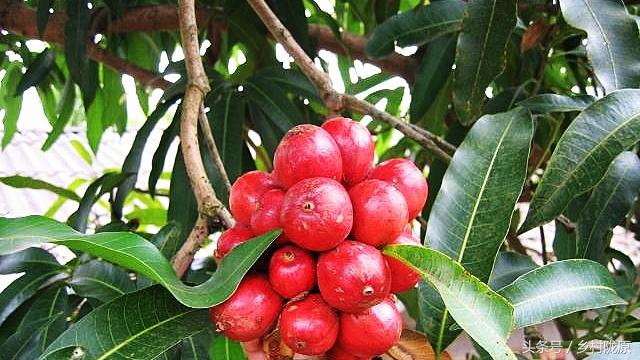 今天草果最新價(jià)格及市場(chǎng)走勢(shì)多元觀(guān)點(diǎn)探討