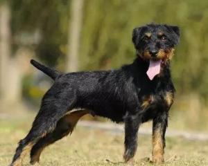 最新德國(guó)獵梗出售，背景、時(shí)代地位與影響分析