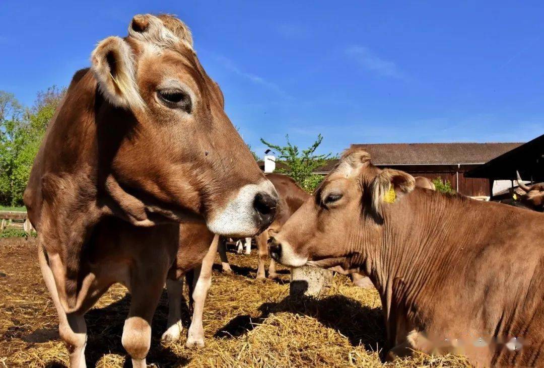 錢牛牛最新動(dòng)態(tài)揭秘，牛運(yùn)亨通的奇妙日常故事