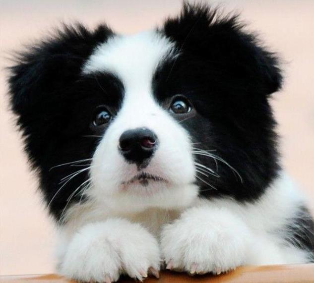 免費領(lǐng)養(yǎng)邊牧2025，小巷特色小店與邊境牧羊犬的不解之緣