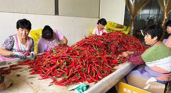全國辣椒最新價格行情，科技引領產業(yè)變革，塑造未來生活新趨勢