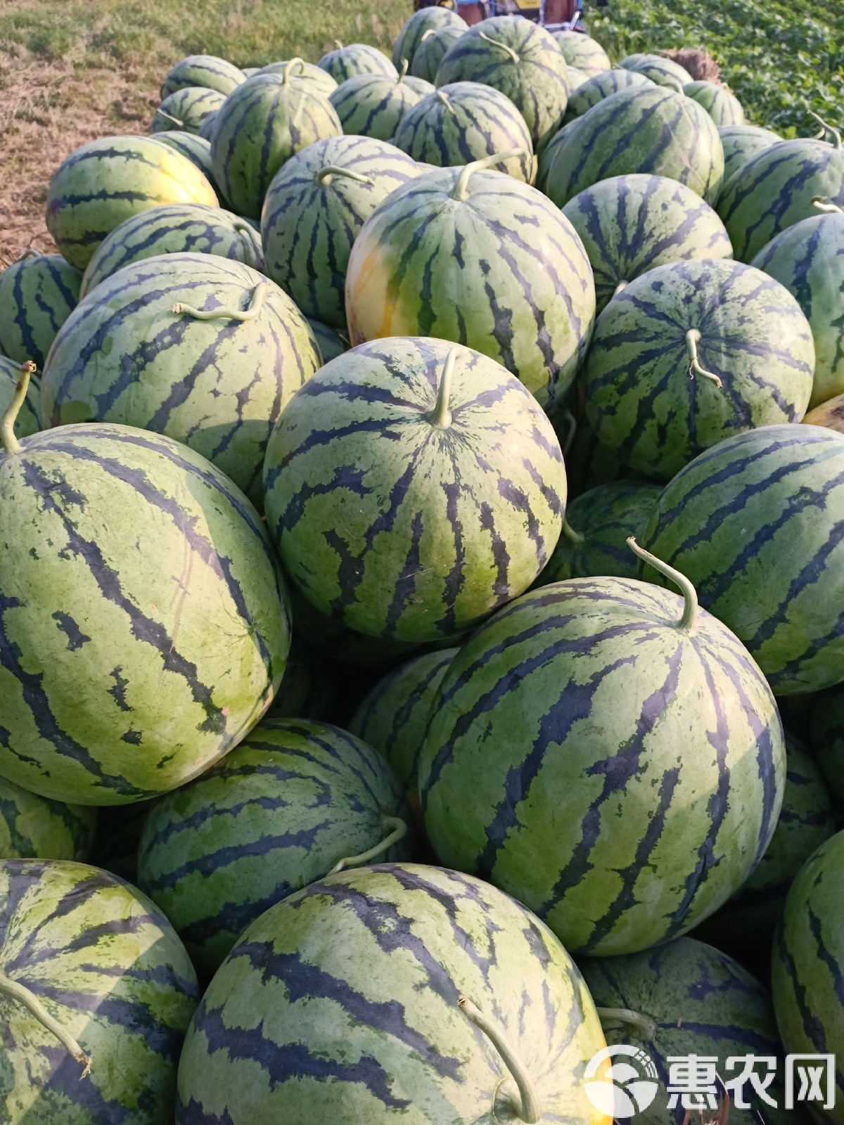 太康縣西瓜最新價(jià)格，時(shí)代背景下的瓜價(jià)變遷