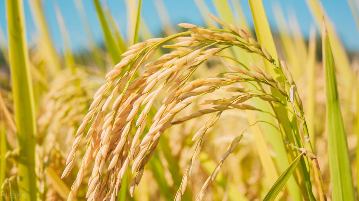 水稻最新價(jià)格行情預(yù)測，稻田故事中的溫情與價(jià)格走勢分析