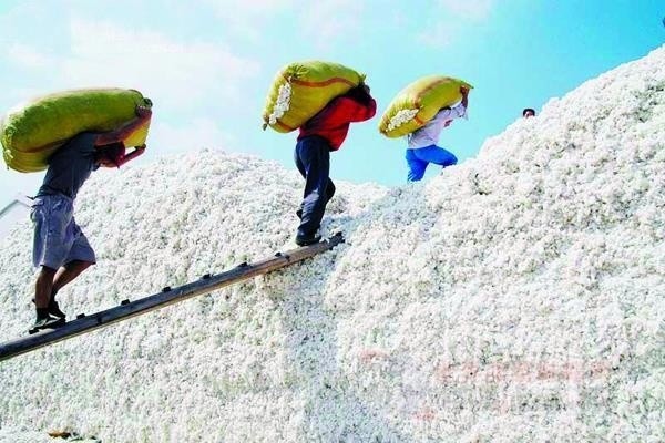 山東最新棉花補貼政策解讀，智能生活啟航！