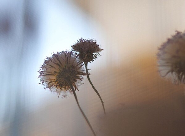 凡口草最新專輯，科技與生活融合之作，引領(lǐng)未來音樂潮流